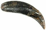 Pleistocene Aged Fossil Carnivore Canine Tooth - Florida #308459-1